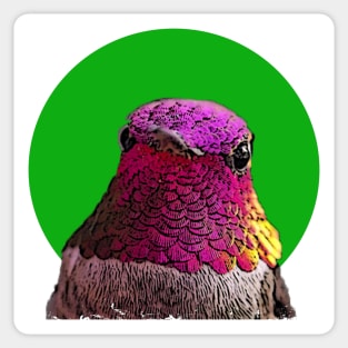 Pink hummingbird Sticker